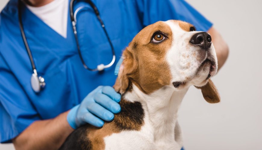 Regular Checkups at Blue Lake Animal Hospital