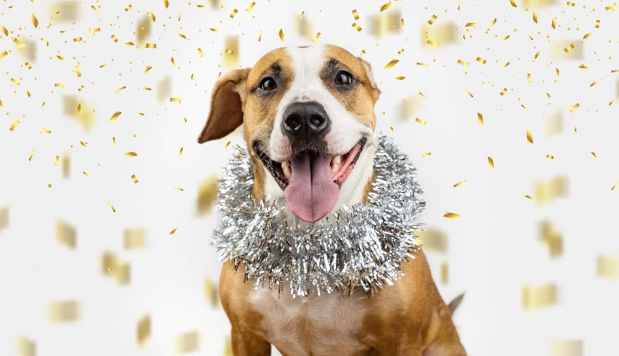 Celebrating New Year’s With Your Pets