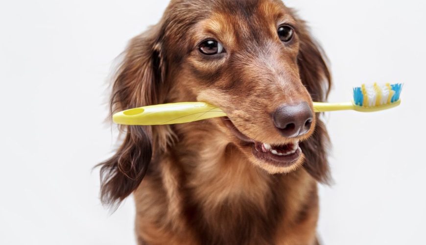 Brush Your Teeth (and your pets)!