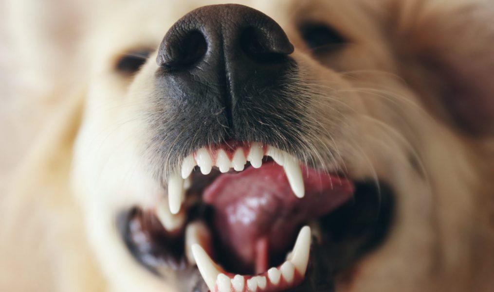 Blue Lake Animal Hospital Veterinary Grand Rapids Grand Rapids