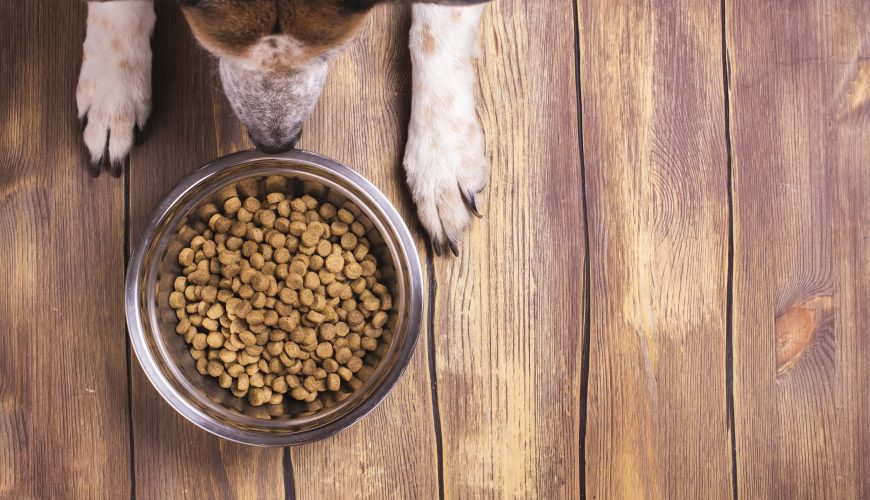 Grain Free Diets: Do These Popular Diets Help or Harm Dogs?