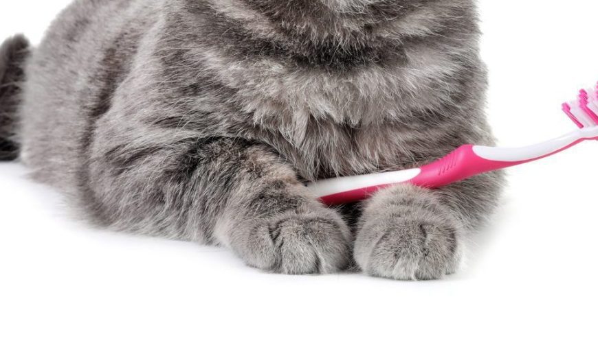 February is Pet Dental Health Month