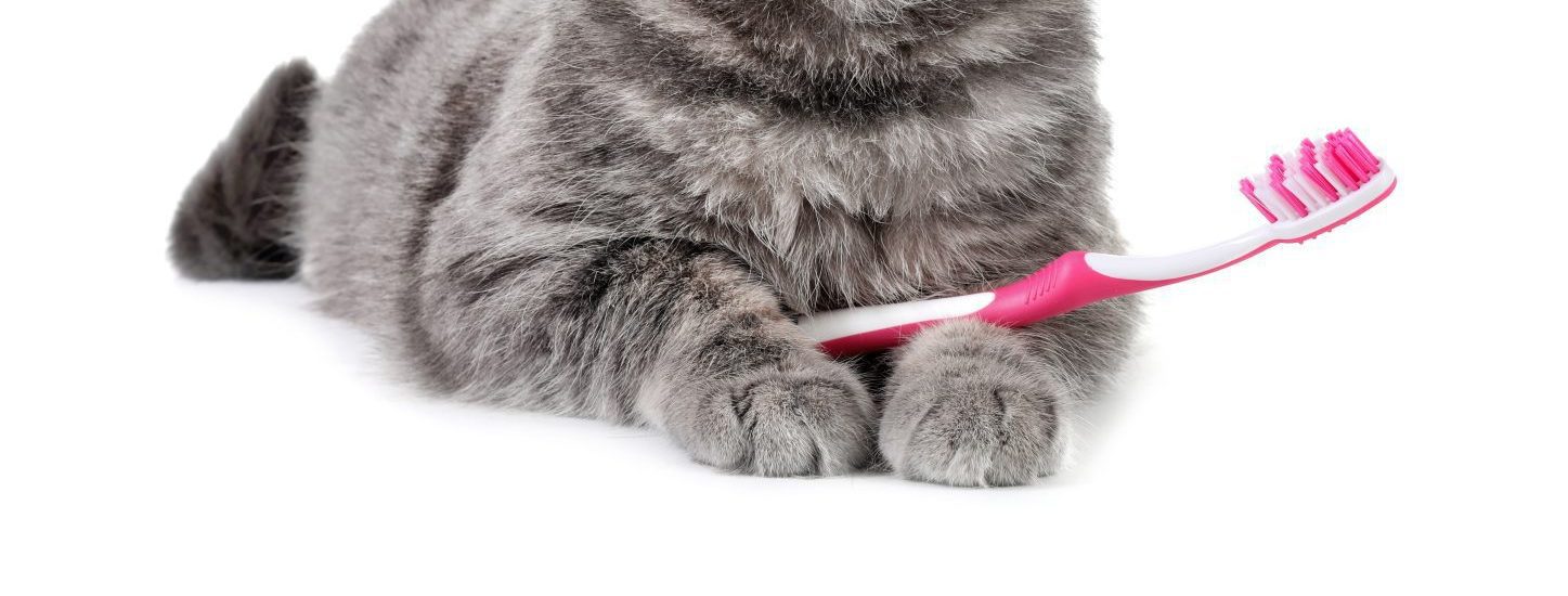 February is Pet Dental Health Month