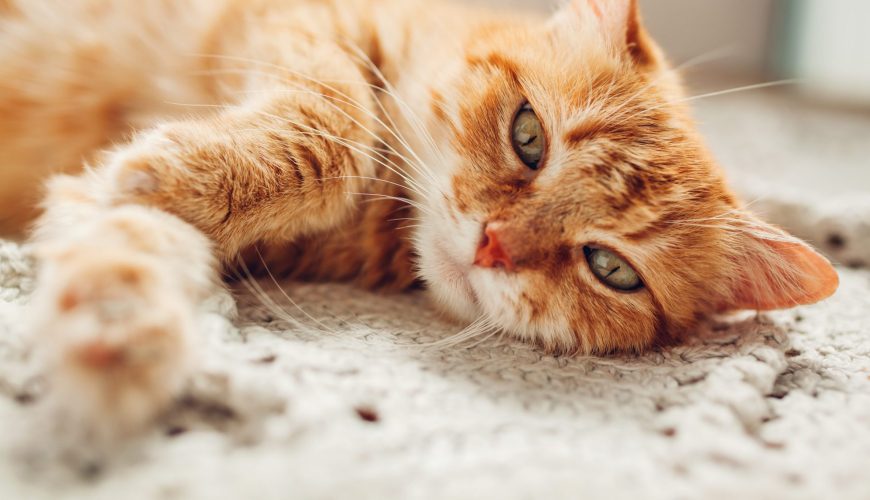 Bringing Home a New Cat: Litter Box Tips
