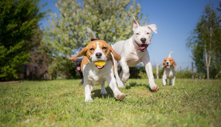 Socializing a New Puppy During a Pandemic