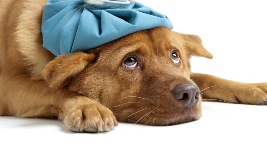 Pets and Allergies