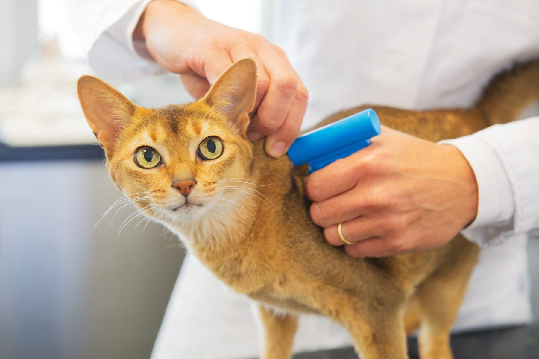 The Reward of Microchipping Your Pet