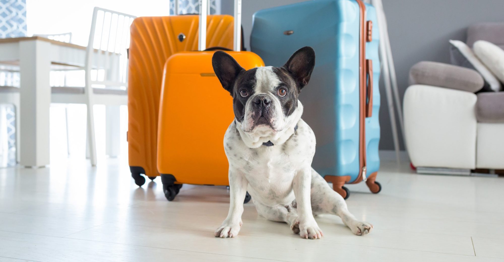 Traveling With Your Pet – Flying, Taking a Road Trip, or Just Across Town