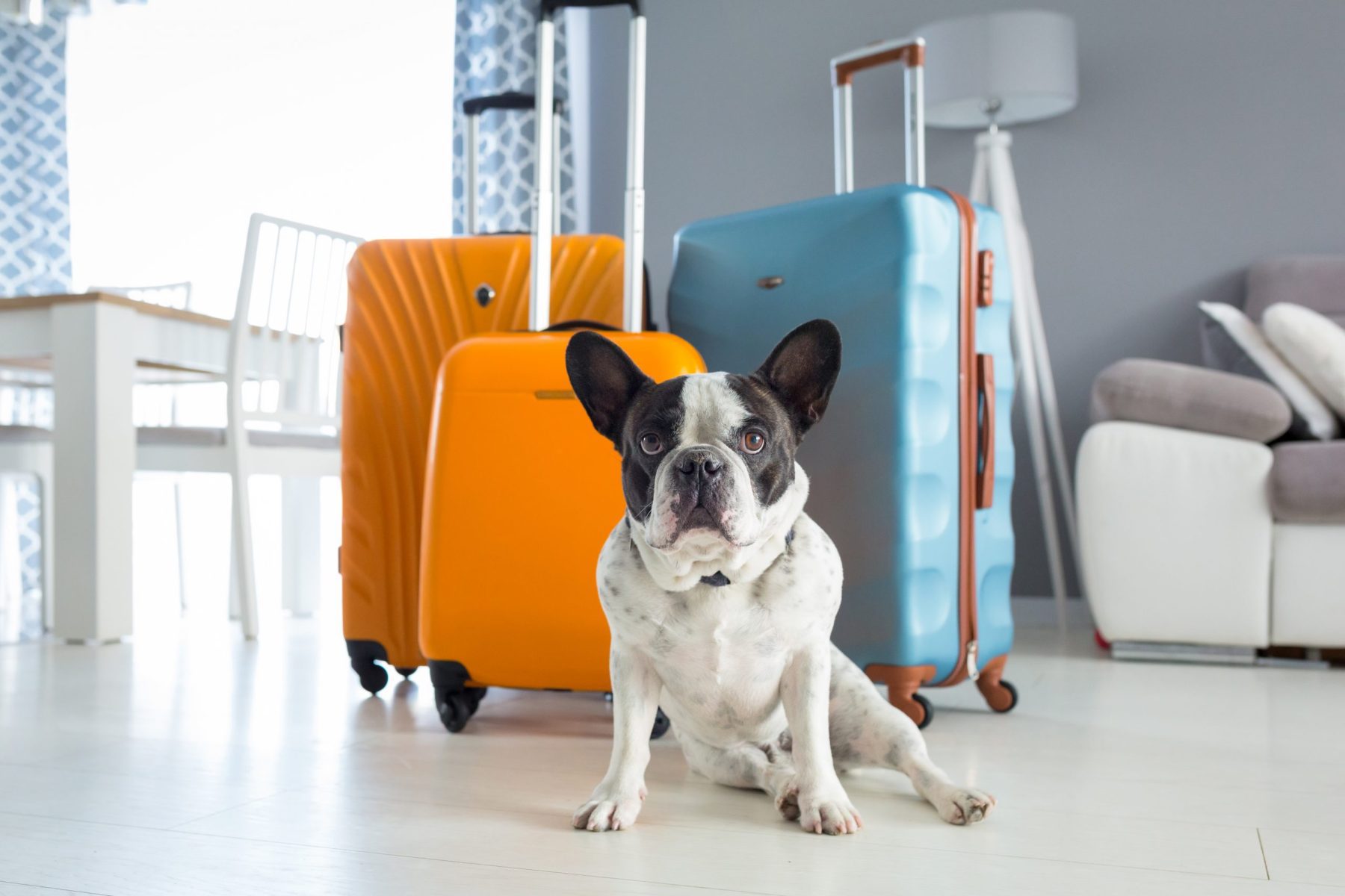 Traveling With Your Pet – Flying, Taking a Road Trip, or Just Across Town