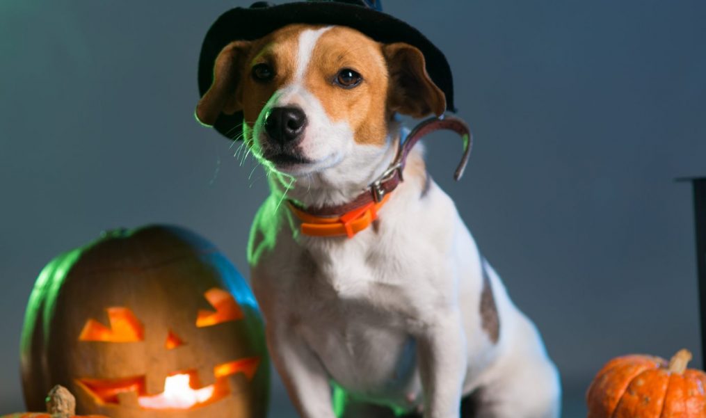 Howl-o-ween Safety