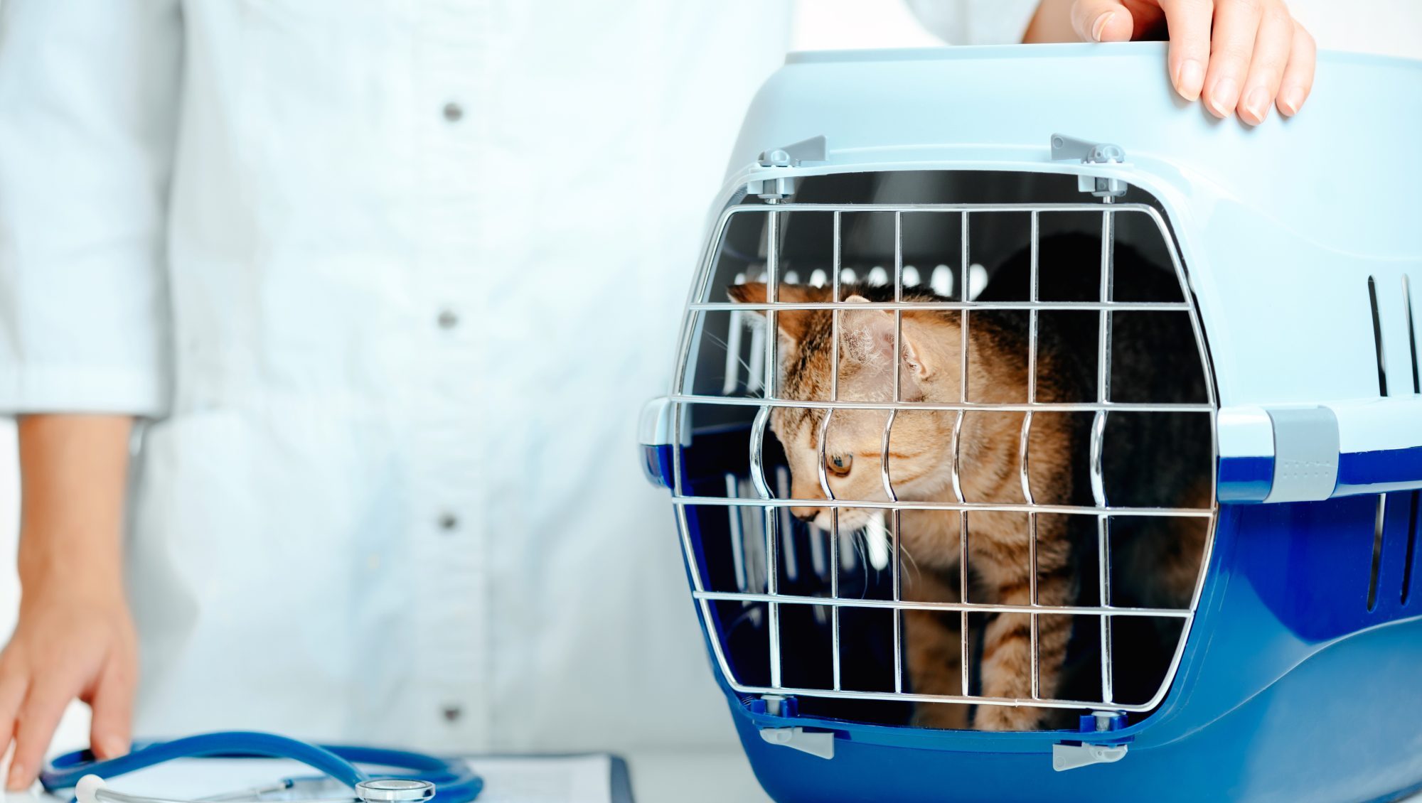 Pet Care Made Easy With Our Concierge Drop-Off Services