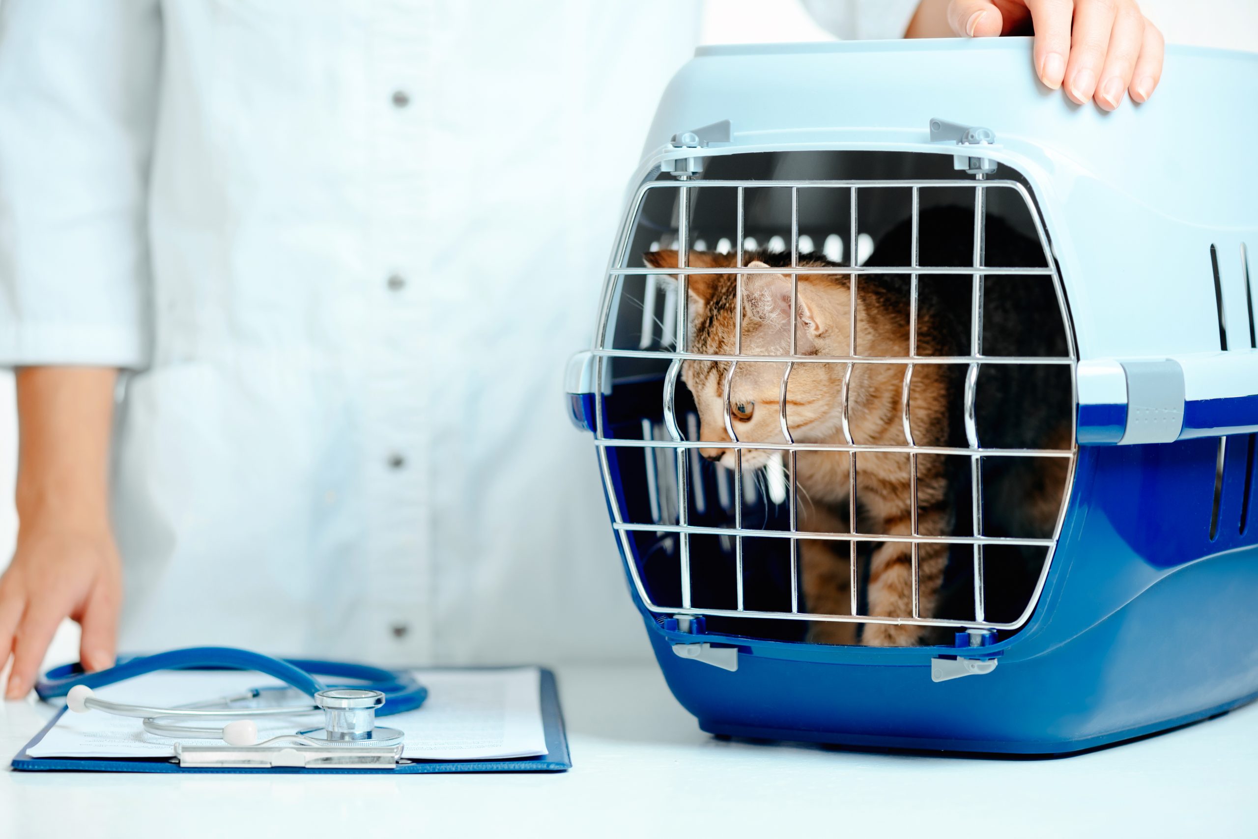 Pet Care Made Easy With Our Concierge Drop-Off Services