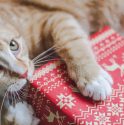 Holiday Scents and Pets