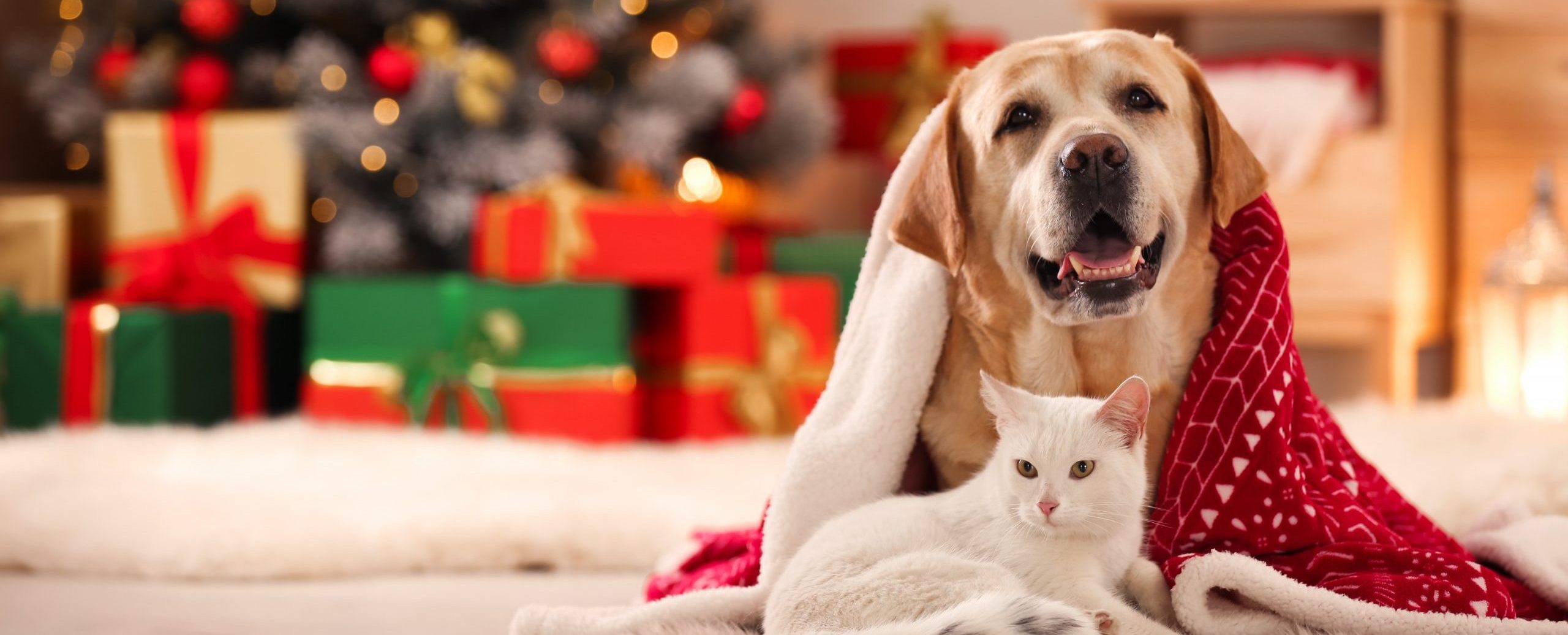 Holiday Scents and Pets