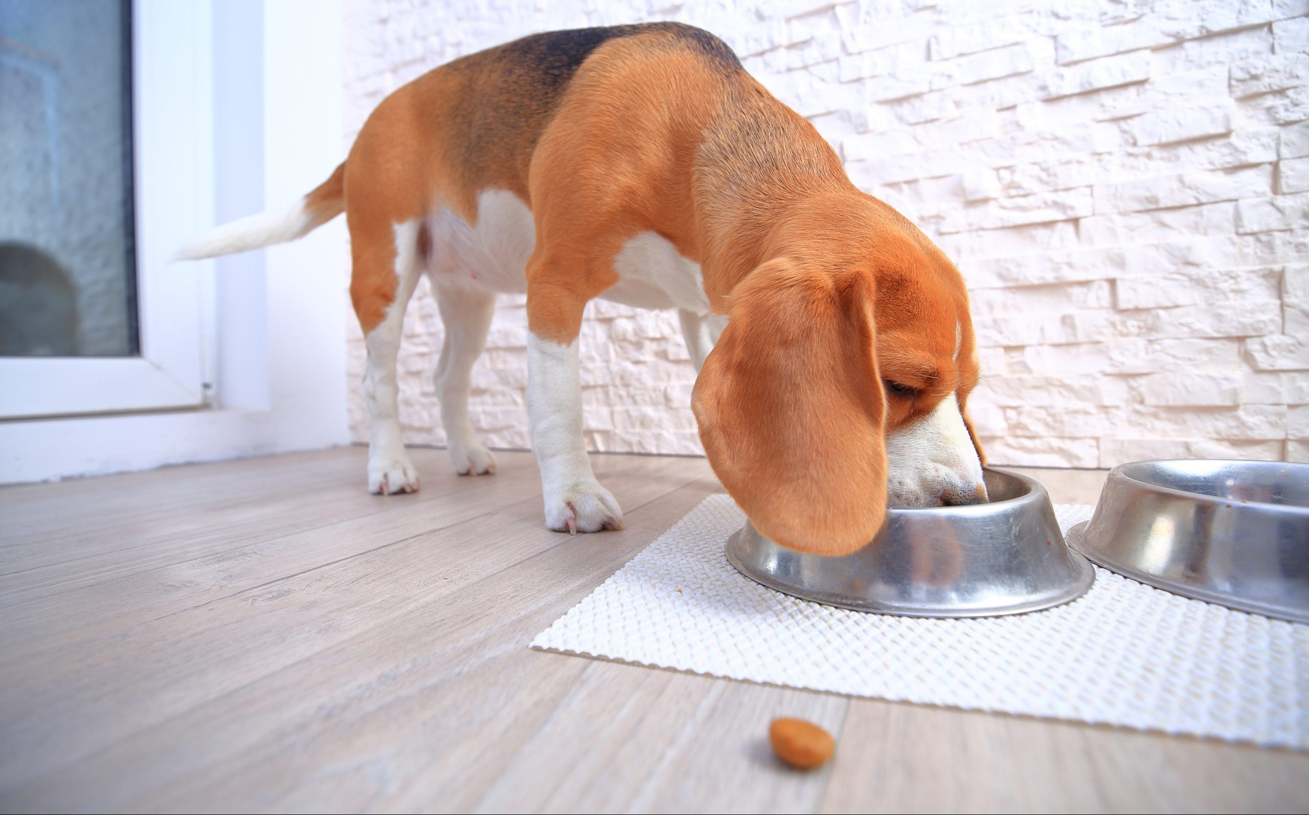 Why Good Nutrition is Important to Your Pet’s Health