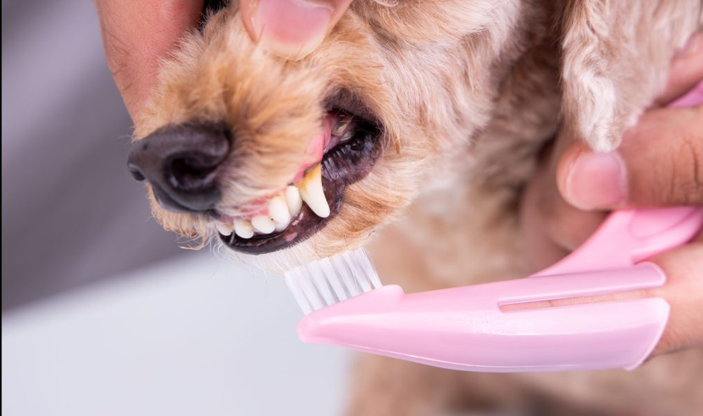 Keeping Your Dog’s Teeth Healthy