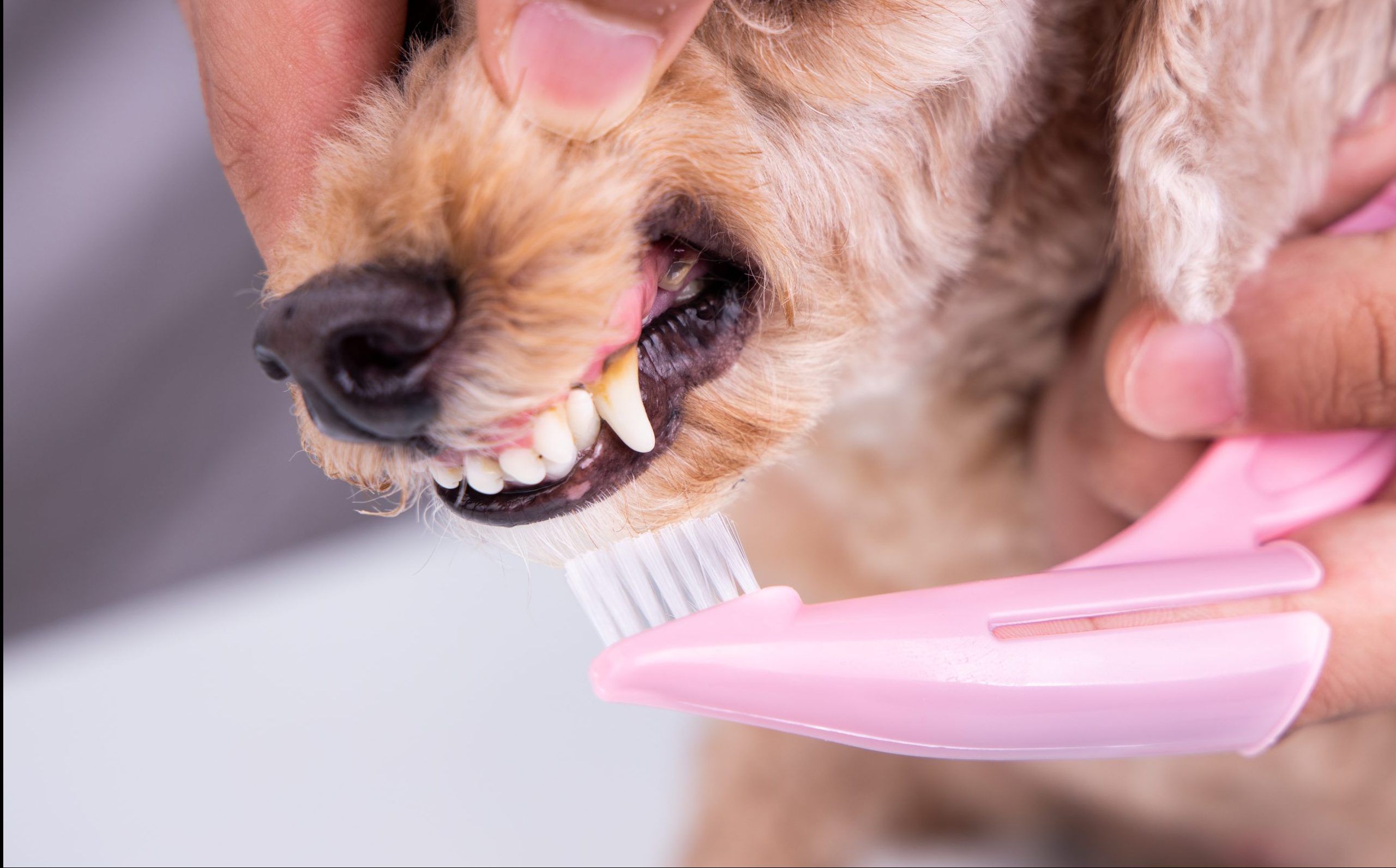 Keeping Your Dog’s Teeth Healthy