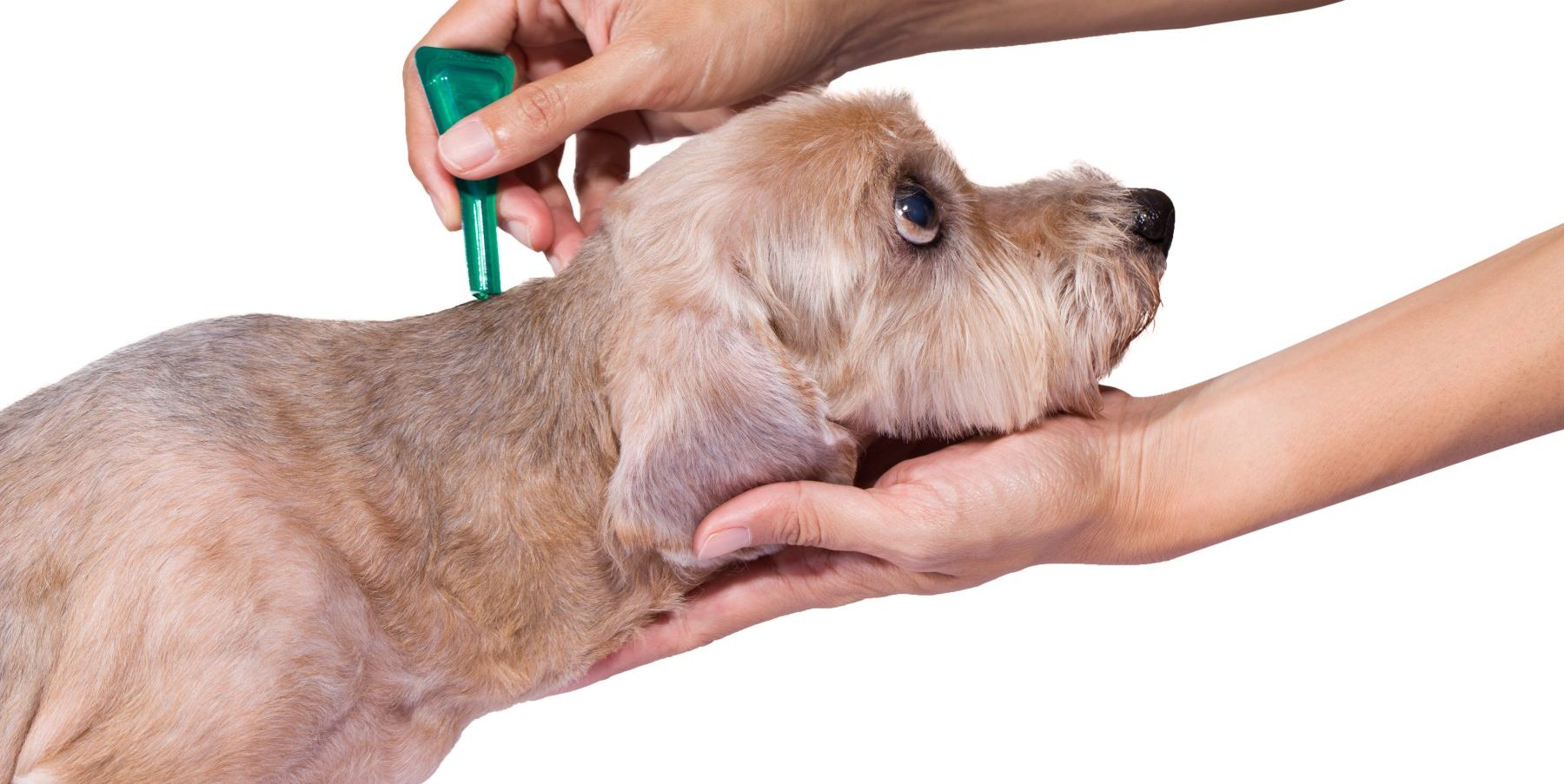 Preventing Ticks on Your Pets
