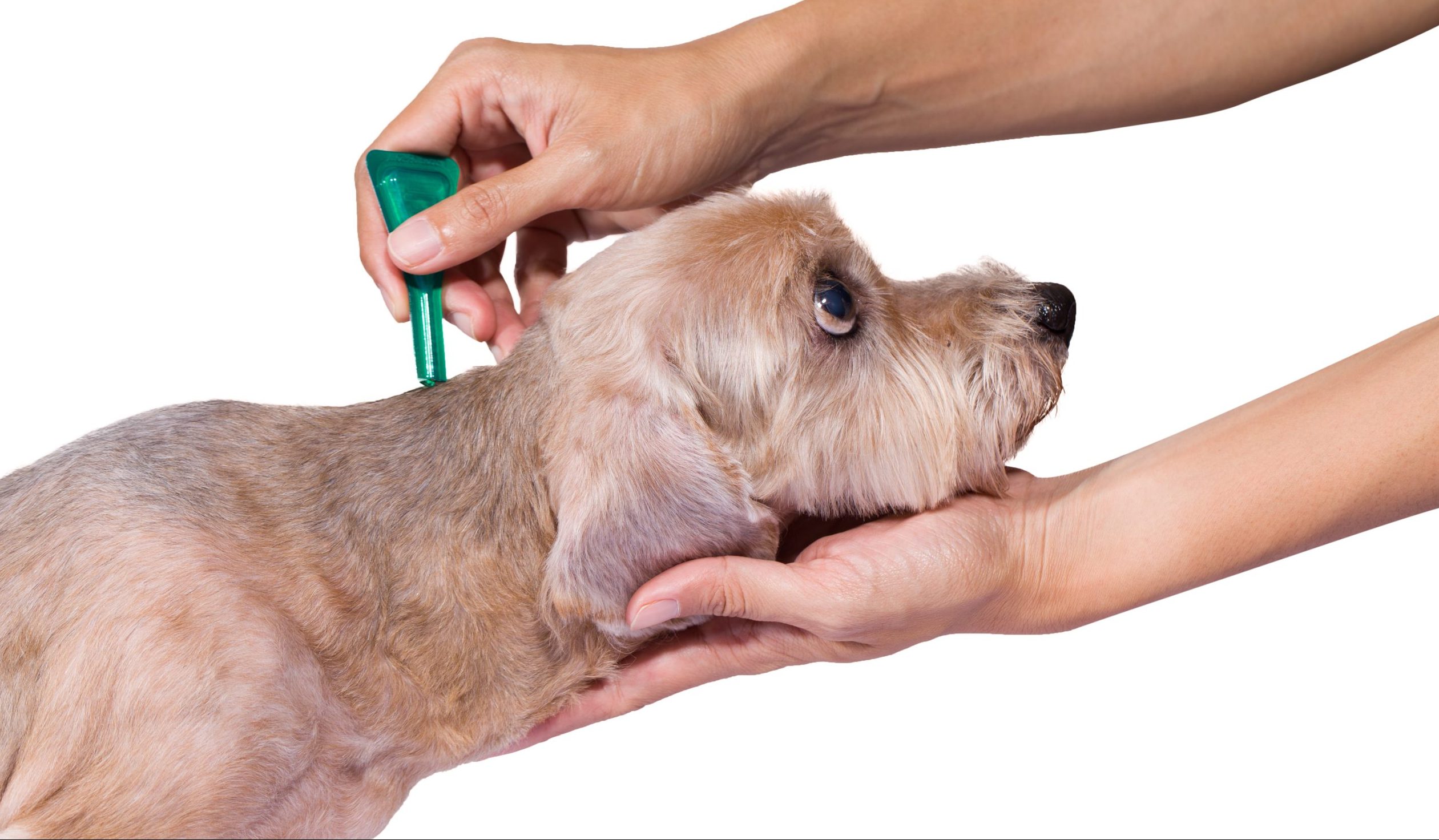 Preventing Ticks on Your Pets