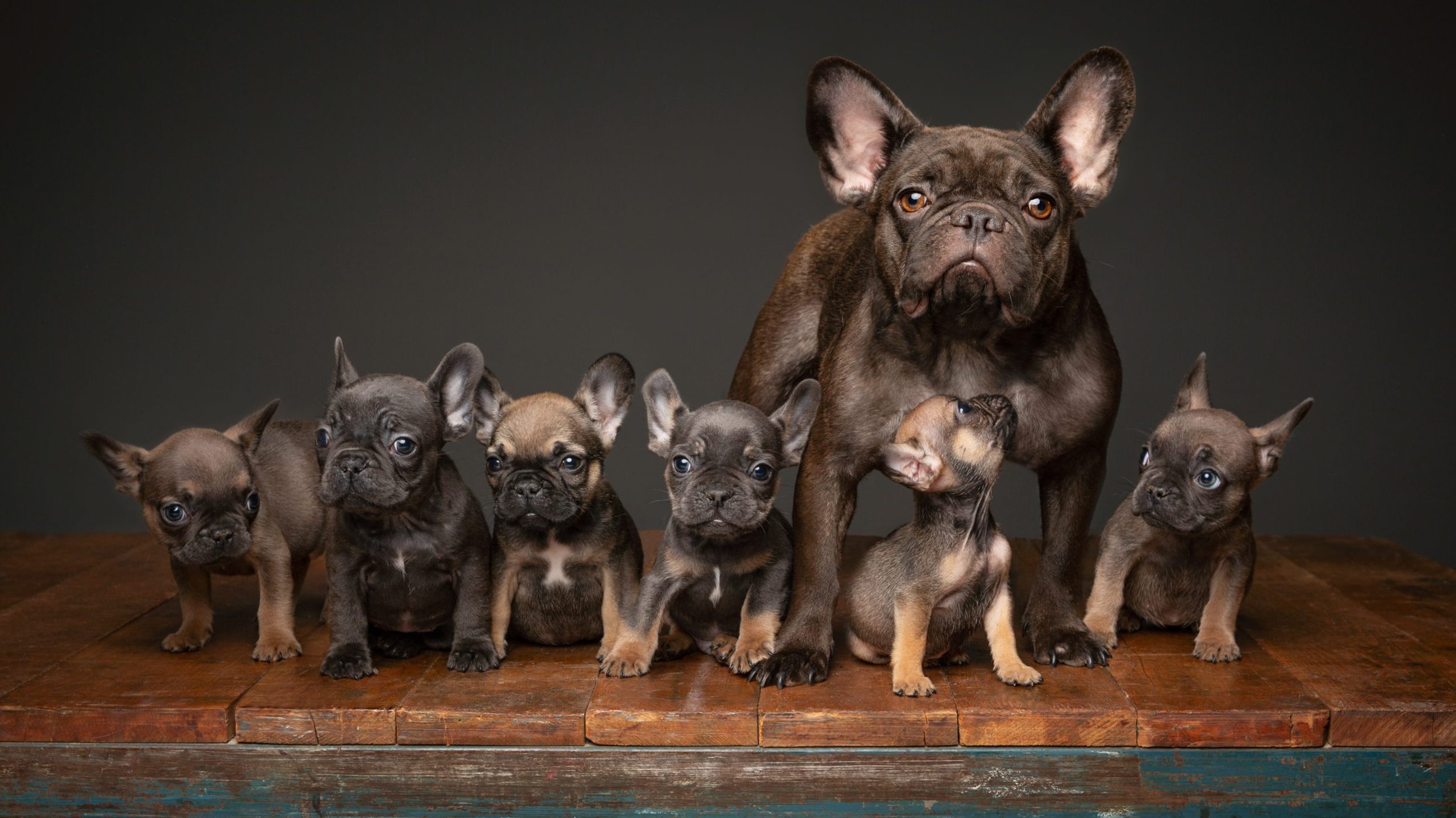 Caring For Your French Bulldog Puppies