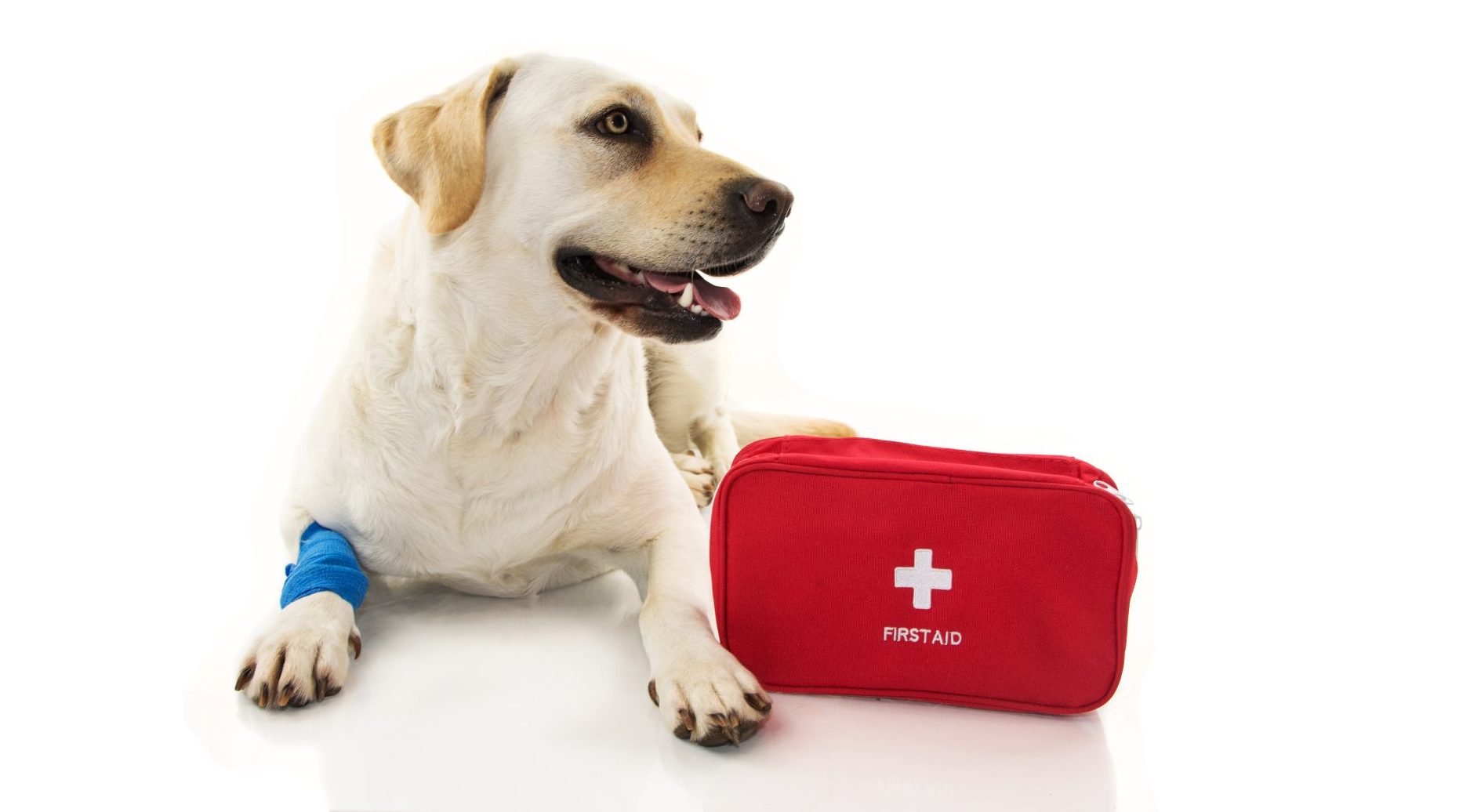 First Aid Tips for Pet Owners
