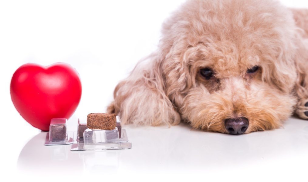 Do I Need to Give My Dog Heartworm Medicine Year-Round?