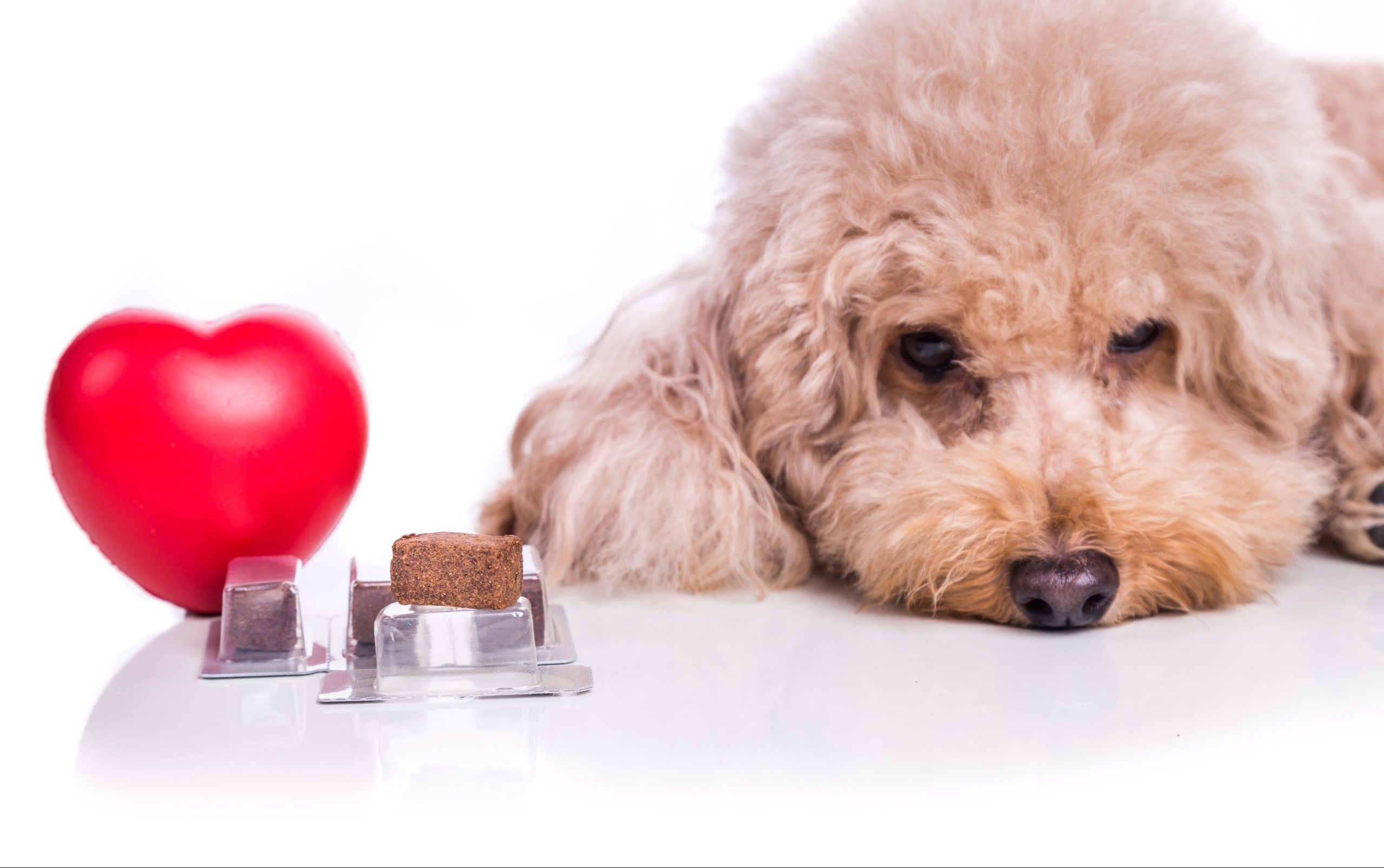Do I Need to Give My Dog Heartworm Medicine Year-Round?