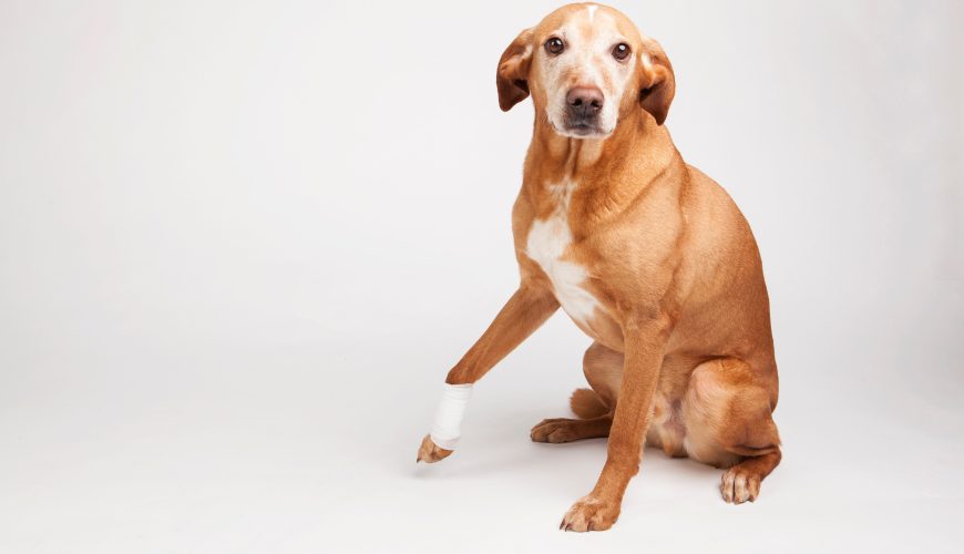 How to Tell If Your Pet Is In Pain