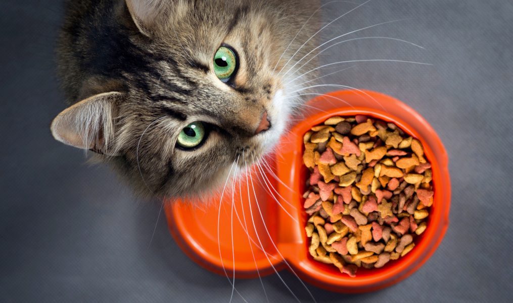 How to Help Your Picky Pet Eat