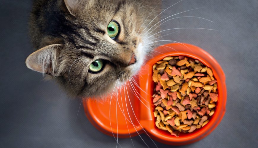 How to Help Your Picky Pet Eat
