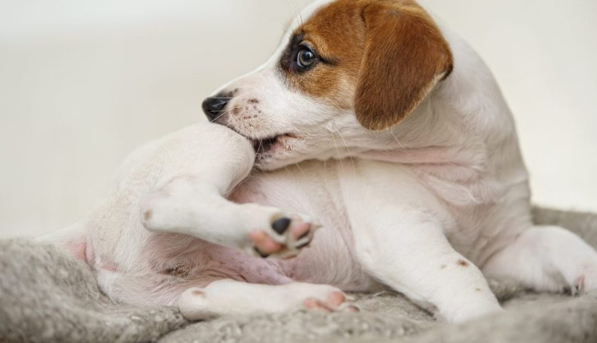 How to Reduce Pet Allergens at Home