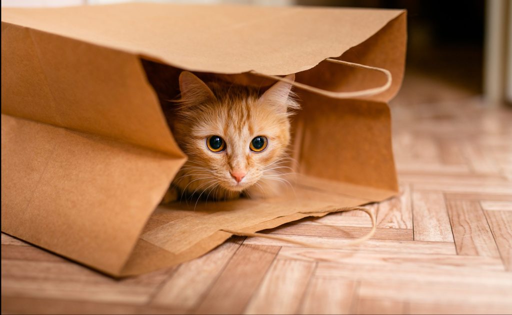 How to Solve Your Cat's Behavioral Issues Blue Lake Animal Hospital