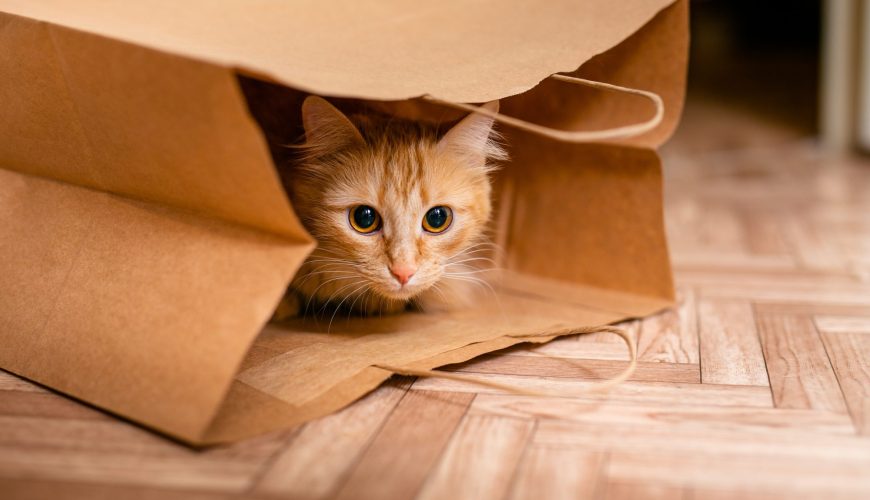How to Solve Your Cat’s Behavioral Issues