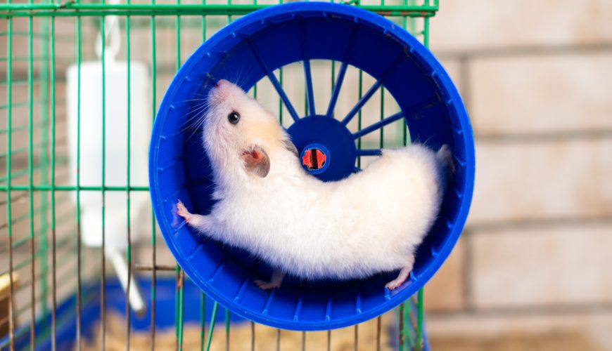 Creating Exercise Habits for Your Pet