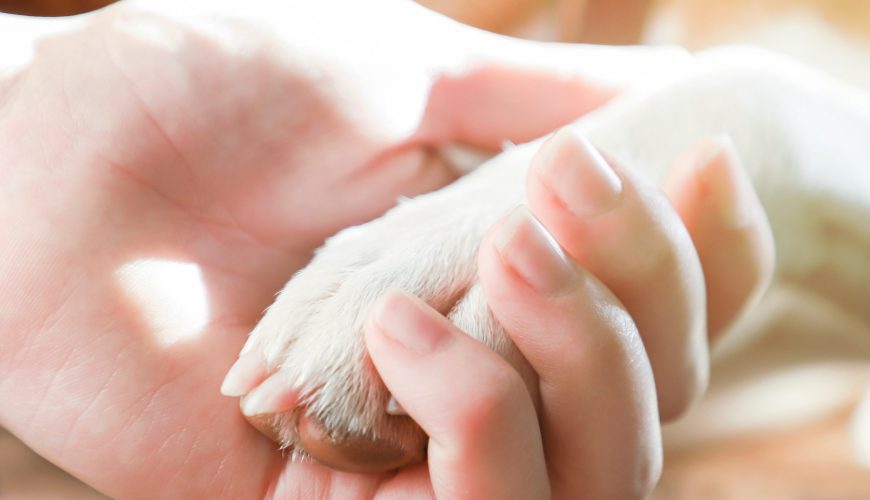 How to Deal With Losing a Pet
