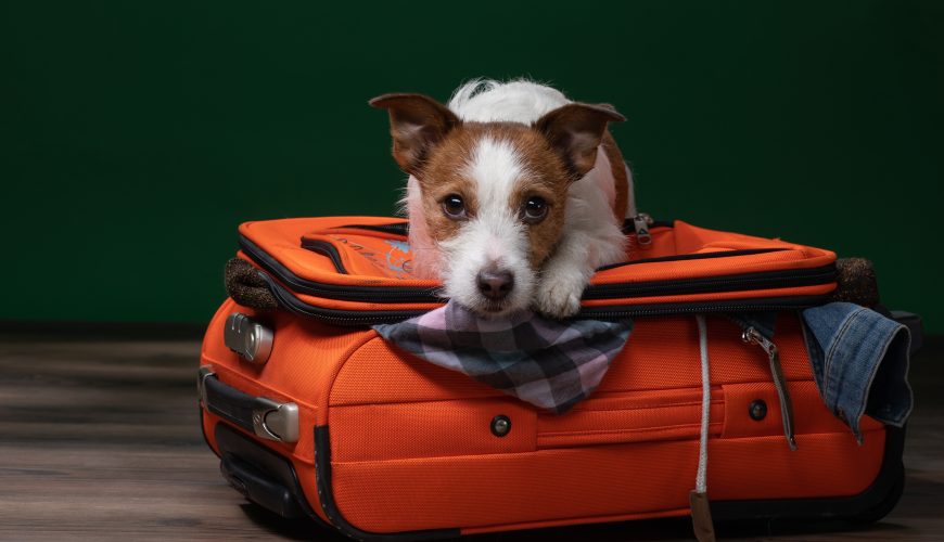 Things You Should Know Before Boarding Your Pet at a Kennel