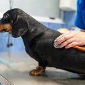 Things You Should Know Before Boarding Your Pet at a Kennel