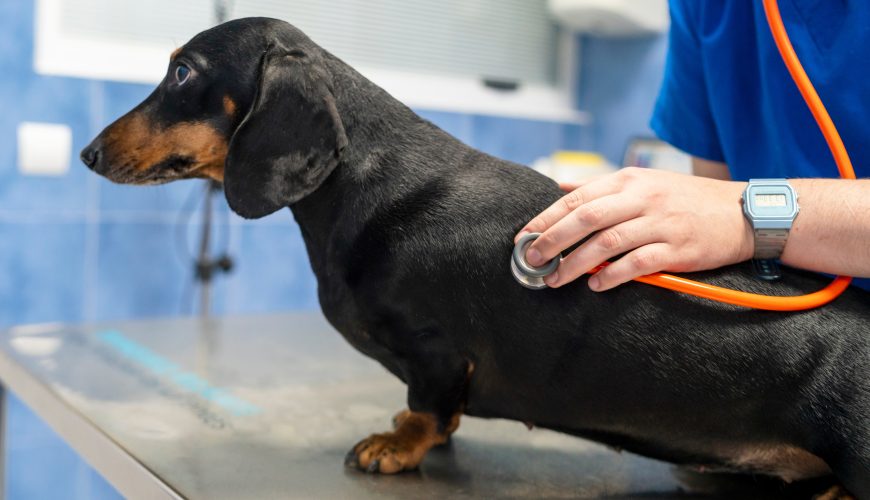 How Do I Know if My Pet is in Pain?
