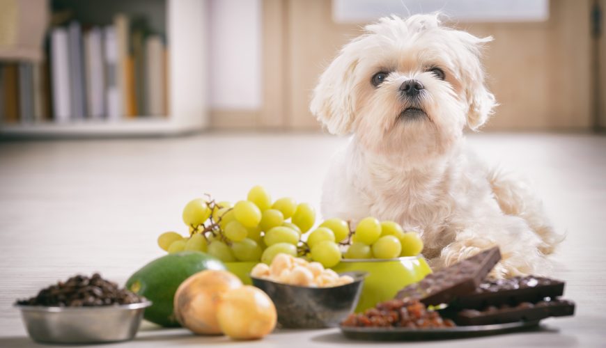 Tips on Pet Poison Prevention