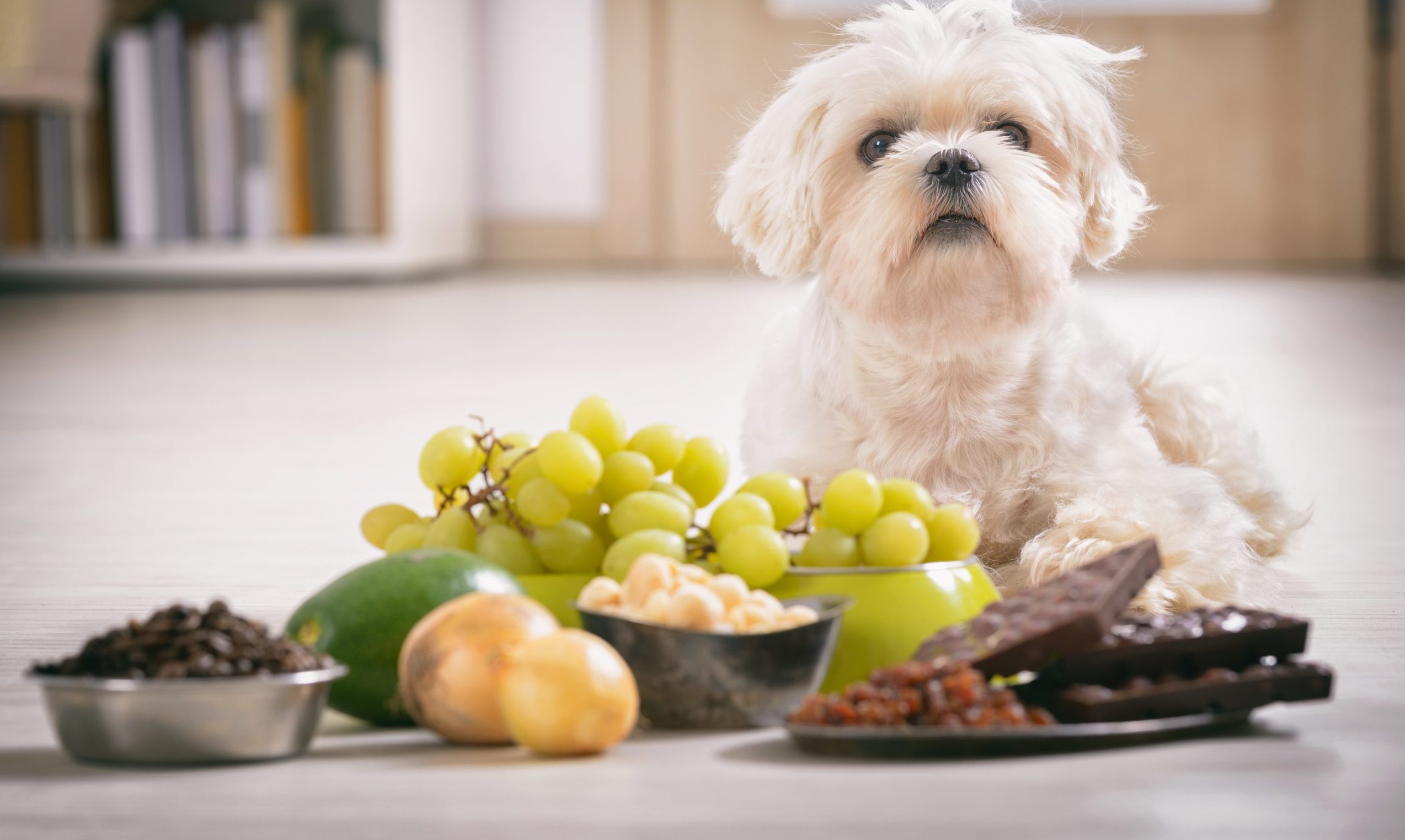 Tips on Pet Poison Prevention