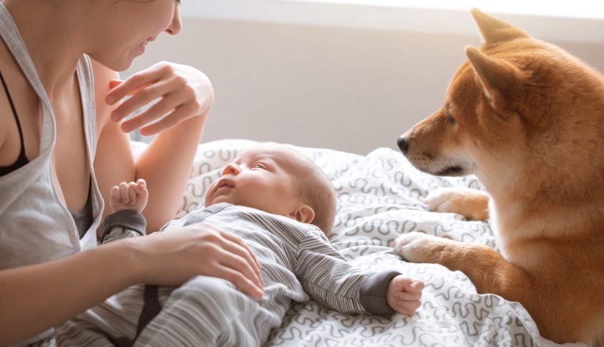 How to Introduce Your Dog to Your Baby
