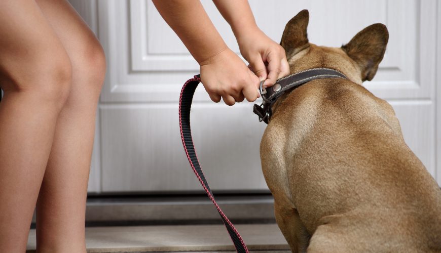 Preparing Your Pet for a Successful Vet Visit