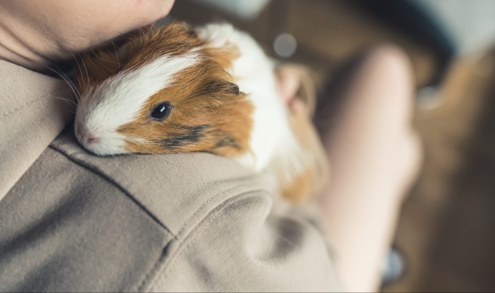 A Beginners Guide to Caring for a Guinea Pig