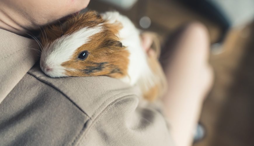 A Beginners Guide to Caring for a Guinea Pig