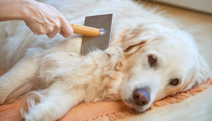 How You Can Reduce Your Dog’s Shedding