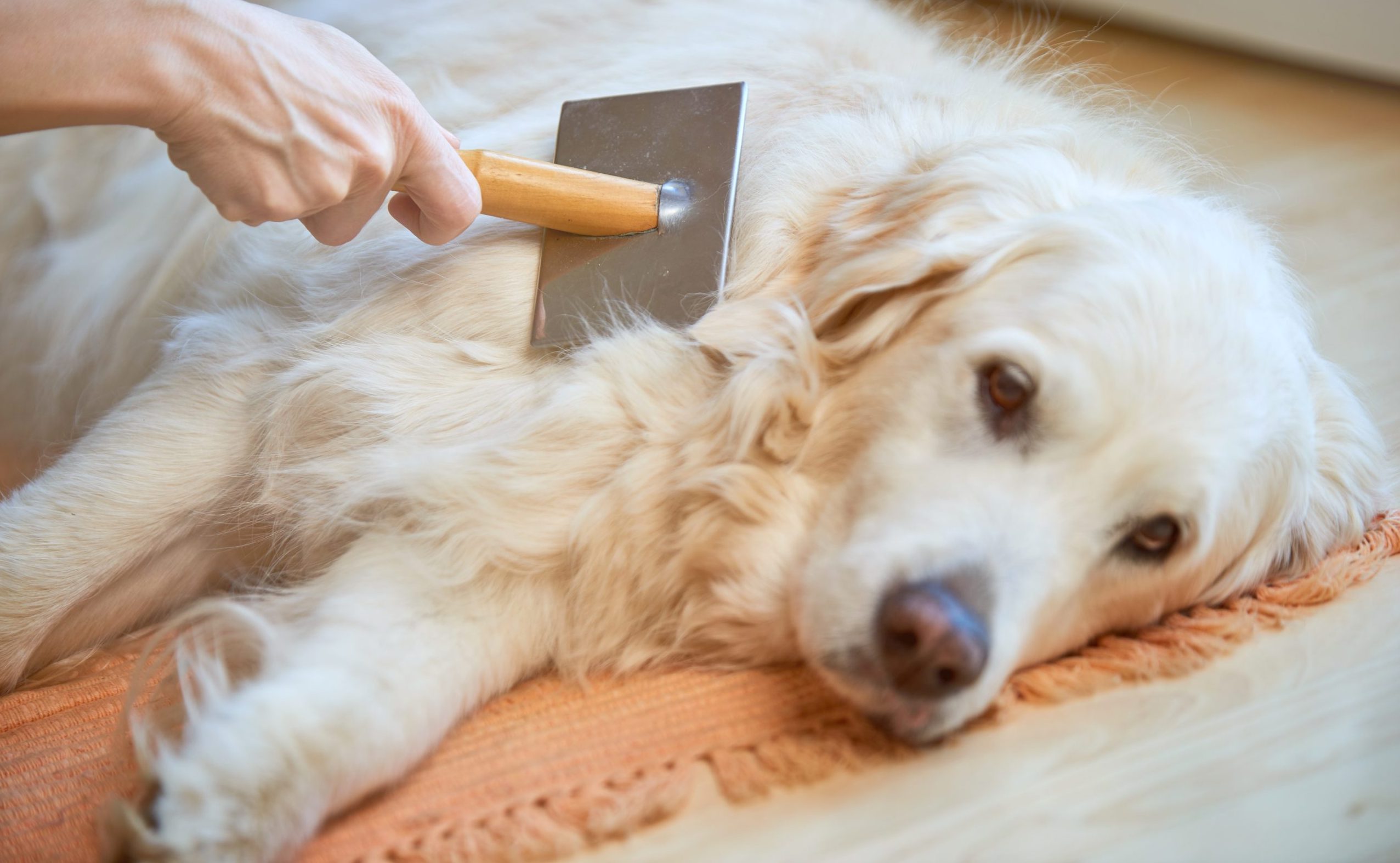 How You Can Reduce Your Dog’s Shedding