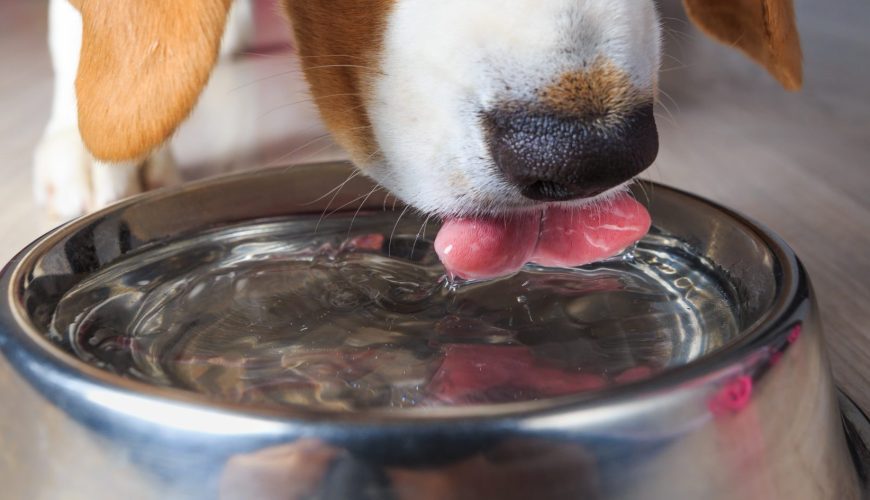 Keeping Your Pet Hydrated