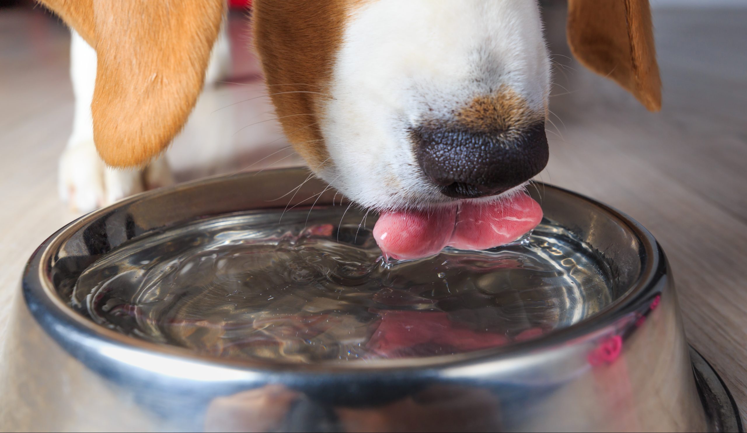 Keeping Your Pet Hydrated