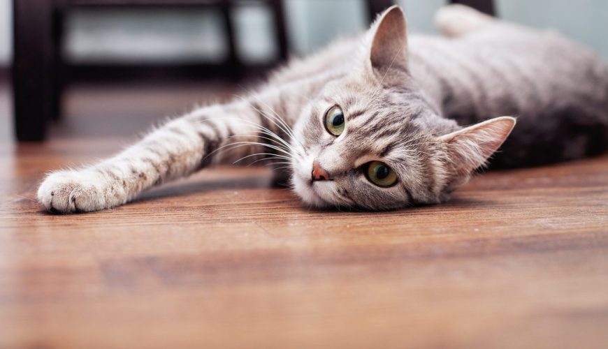 Can My Indoor Cat Get Parasites?