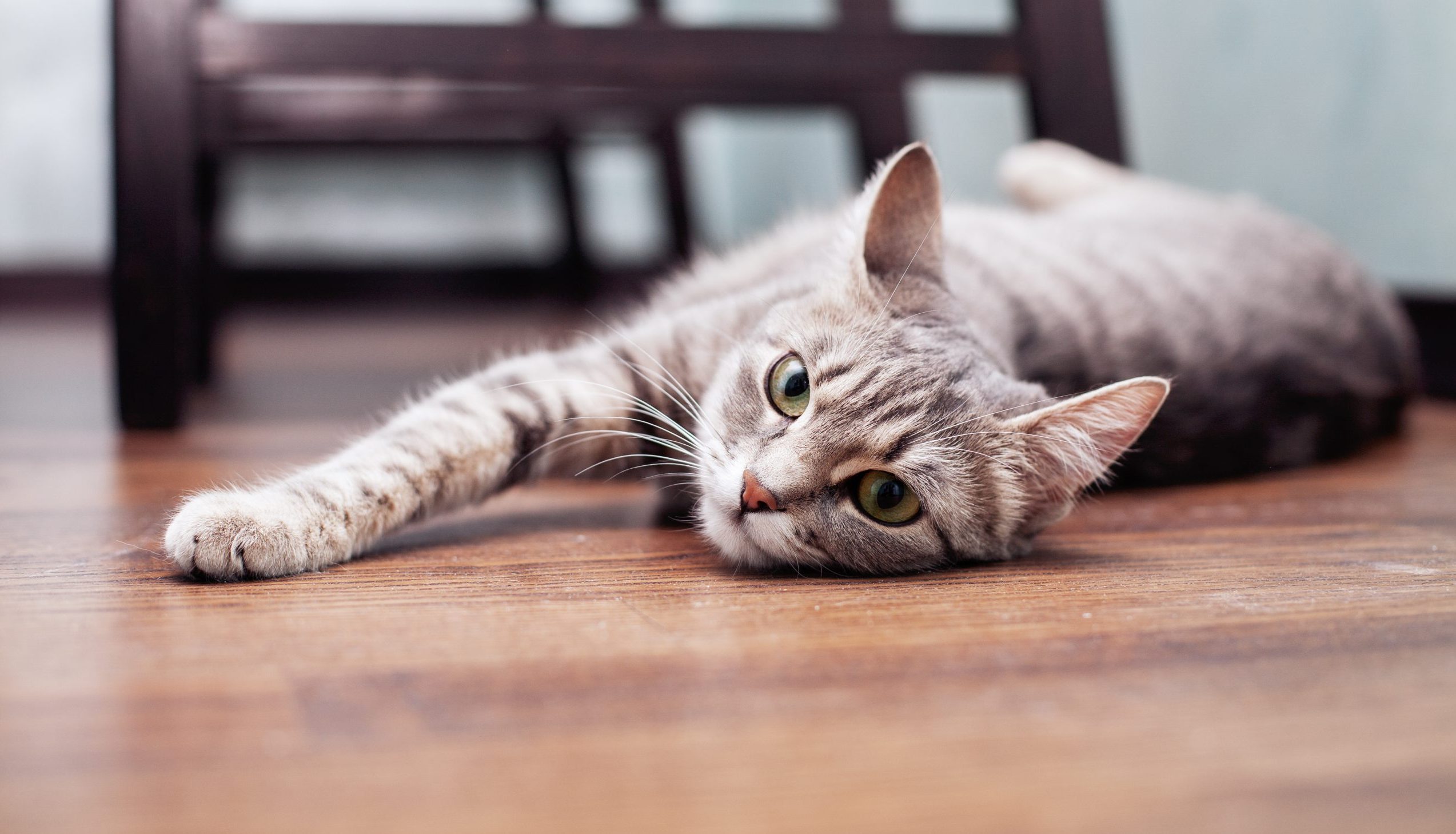 Can My Indoor Cat Get Parasites?